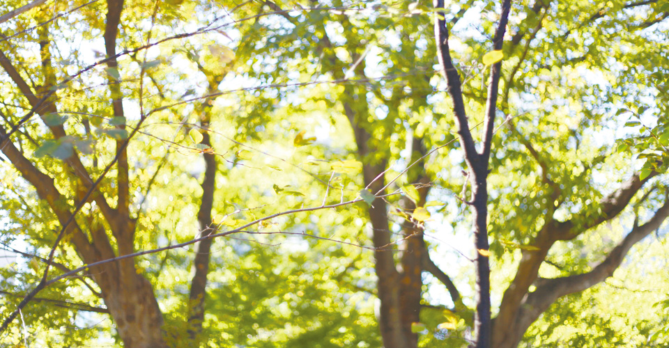 ちきんゆにおん|ななもと（漫画家）