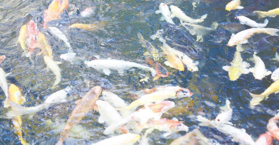 ちきんゆにおん|ななもと（漫画家）